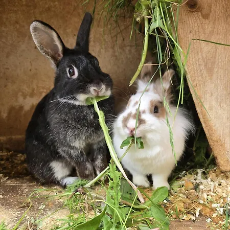 Orterhof Obertilliach