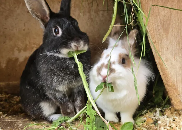 Orterhof Obertilliach